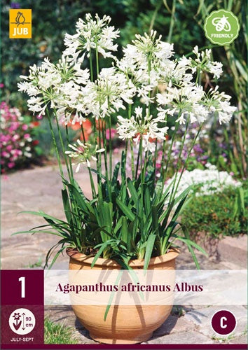 1 AGAPANTHUS AFRICANUS ALBUS