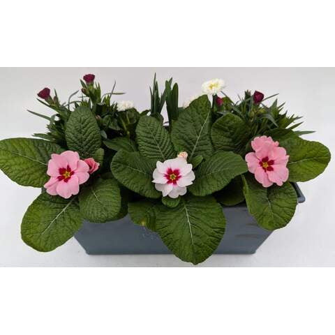 Farternite Trough (mixed colours)-Easy Garden Centre
