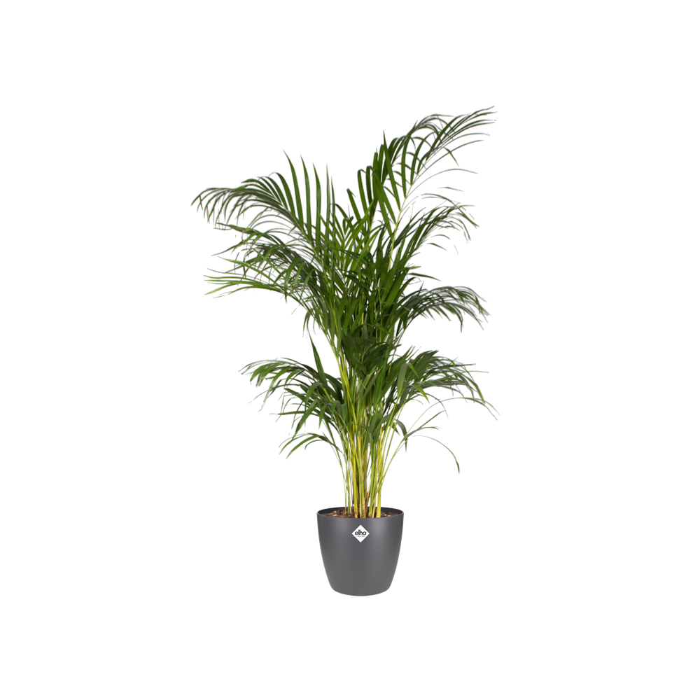 Brussels Round 30cm, Black