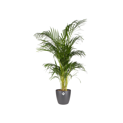 Brussels Round 30cm, Black