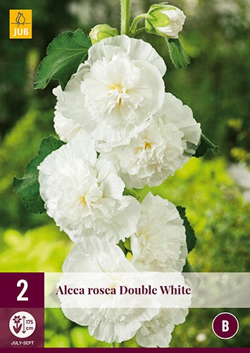 2 ALCEA ROSEA WHITE