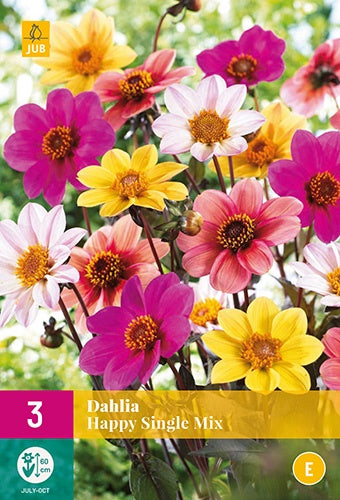 3 Dahlia Happy Single Mix