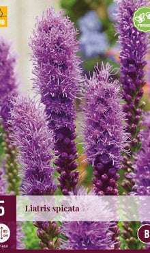 5 LIATRIS SPICATA