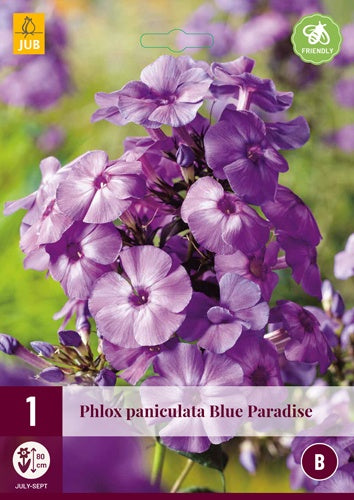 1 PHLOX PANICULATA BLUE PARADISE