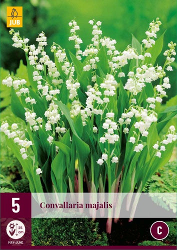 5 CONVALLARIA MAJALIS