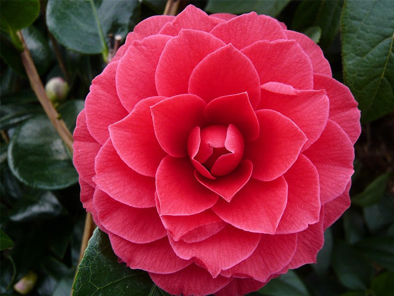 Camellia jap. 'Black Lace' / 15Cm