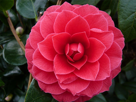 Camellia jap. 'Black Lace' / 15Cm