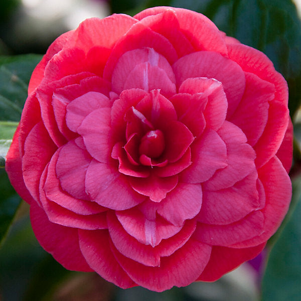 Camellia j. 'Principessa Baciocchi' / 40/50 C.3-Easy Garden Centre
