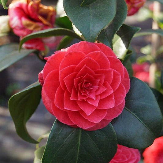Camellia j. 'Principessa Baciocchi' / 40/50 C.3-Easy Garden Centre