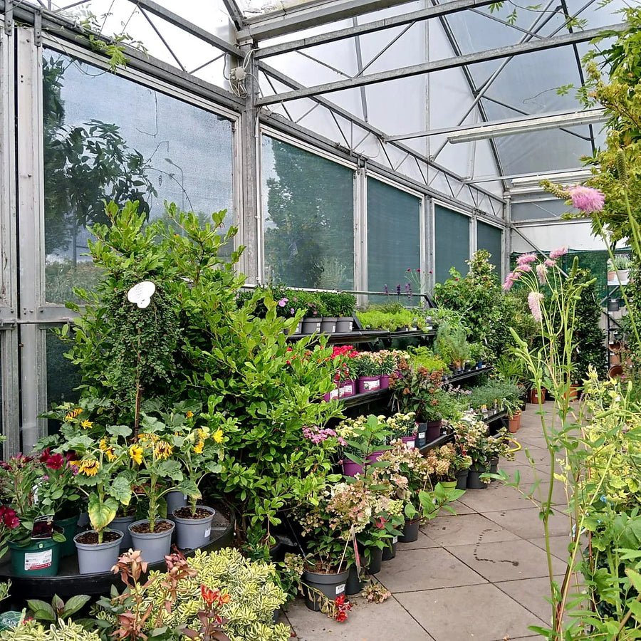 Gardening advice