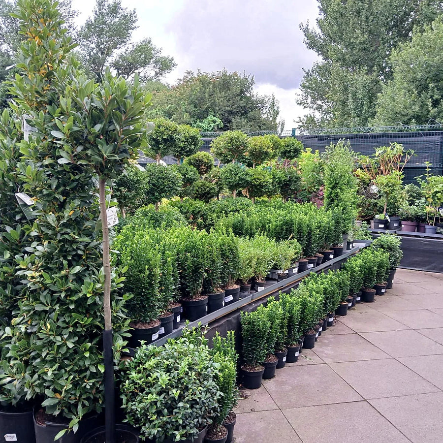 Flowering plants for the weeks ahead