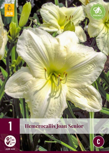 1 HEMEROCALLIS JOAN SENIOR