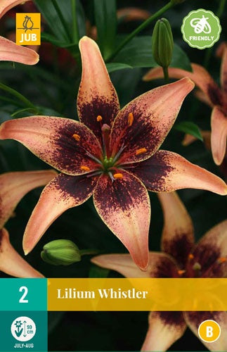 2 Lilium Whistler