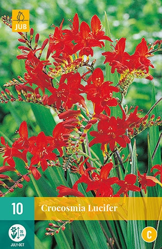 10 Crocosmia Lucifer