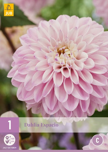 1 Dahlia Espacio