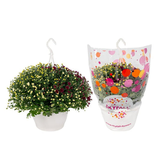 Chrysanthemum 'Skyfall Carnaval' / P25, hangpot