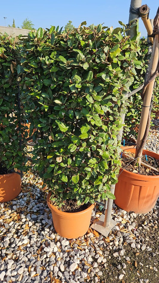 Elaeagnus ebbingei Compacta / C18 - Spalier 90x50-Easy Garden Centre