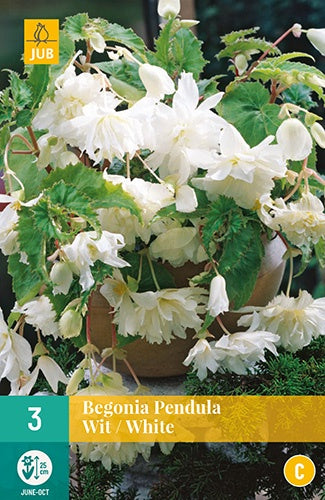 3 Begonia Pendula White