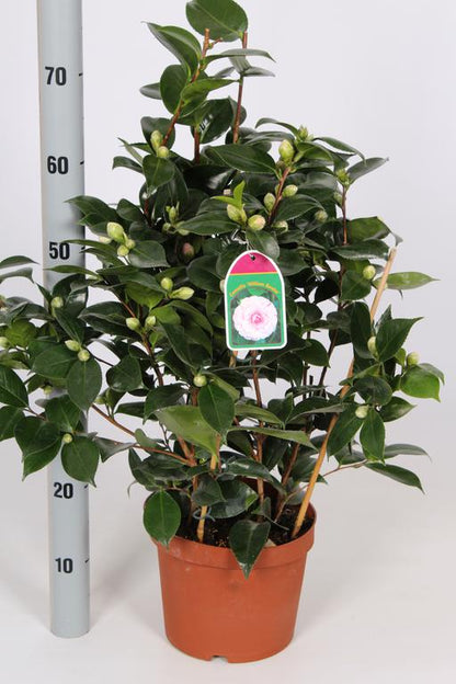 Camellia japonica in varieties / P21 (4 Ltr) / 60/70-BUSH-Easy Garden Centre