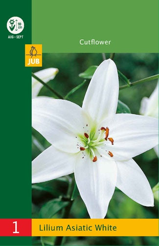 1 Lilium Asiatic White