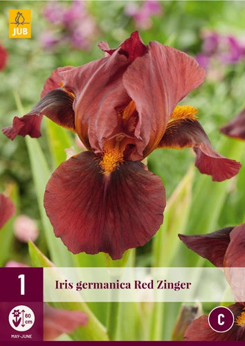 1 IRIS GERMANICA RED ZINGER