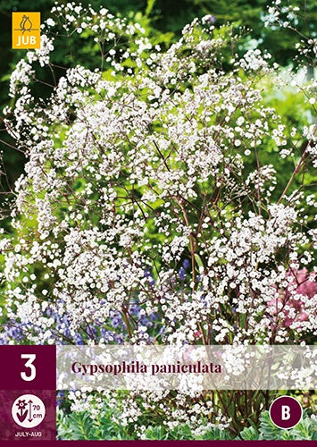 3 GYPSOPHILA PANICULATA