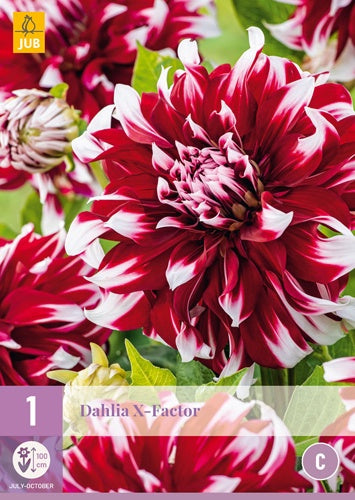 1 Dahlia X Factor