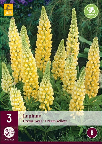 3 LUPINUS CREME YELLOW