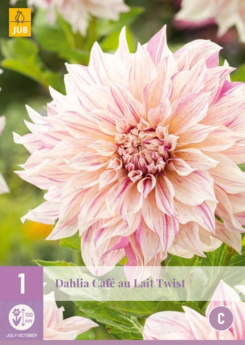 1 Dahlia Café Au Lait Twist