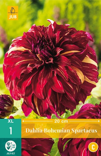 1 Dahlia Bohemian Spartacus