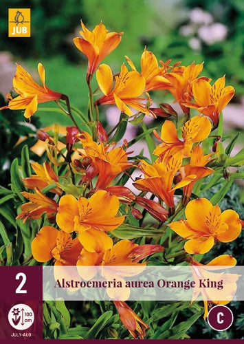 2 ALSTROEMERIA ORANGE KING