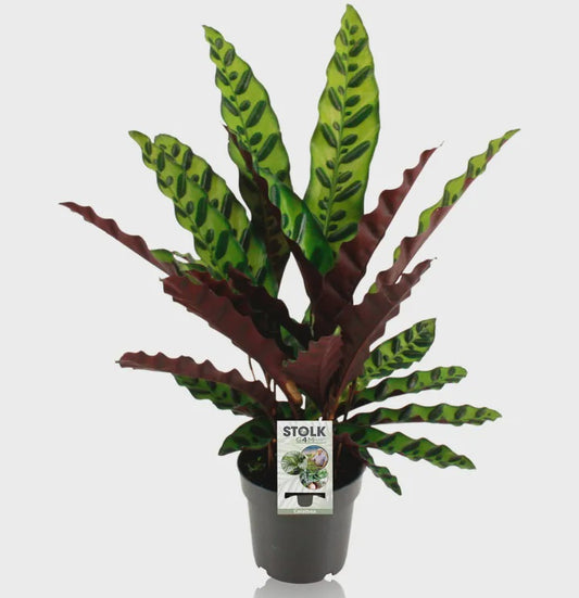 Calathea insignis / P17-Easy Garden Centre