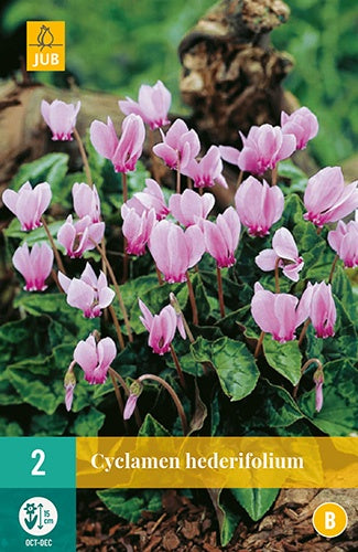 2 Cyclamen Hederifolium