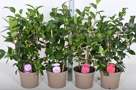 Camellia japonica in varieties / P21 (4 Ltr) / 60/70-BUSH-Easy Garden Centre