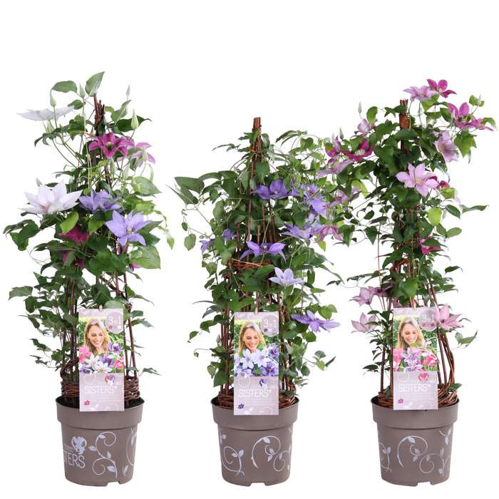 Clematis hybriden Three Sisters® / 5ltr 90cm-Easy Garden Centre