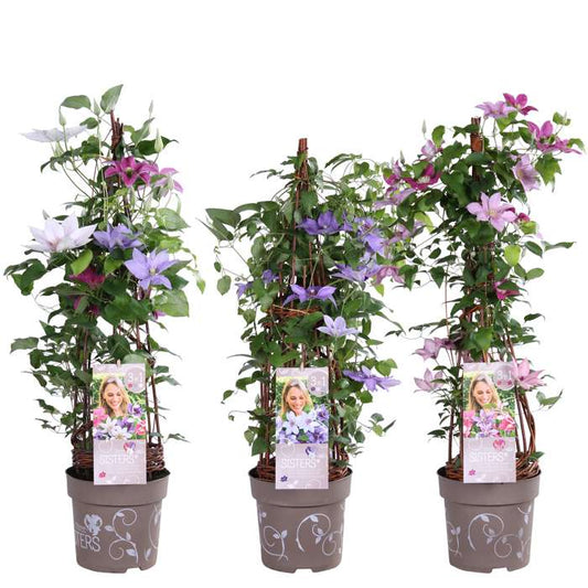 Clematis hybriden Three Sisters® / 5ltr 90cm-Easy Garden Centre