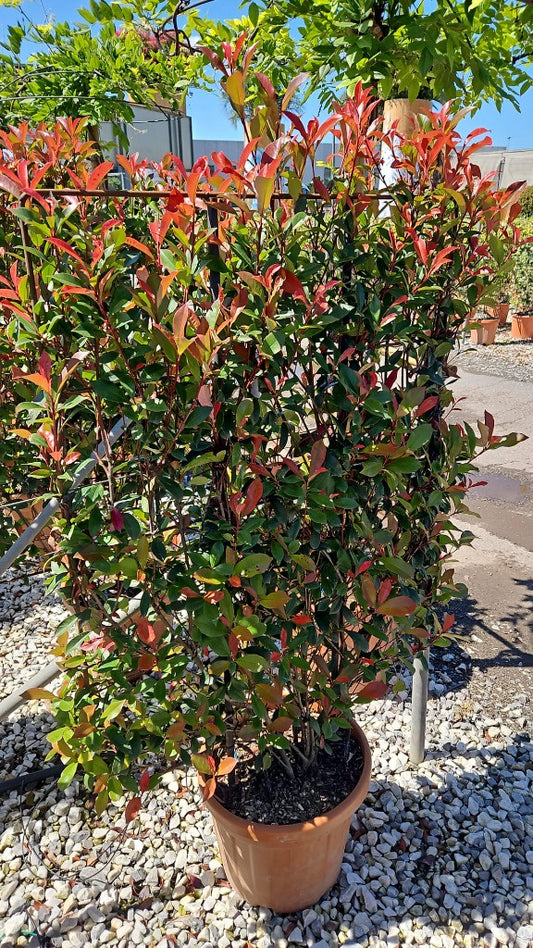 Photinia fra. Carre Rouge / C30 - spalier 120x80-Easy Garden Centre
