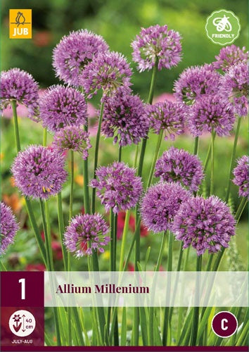 1 ALLIUM MILLENIUM