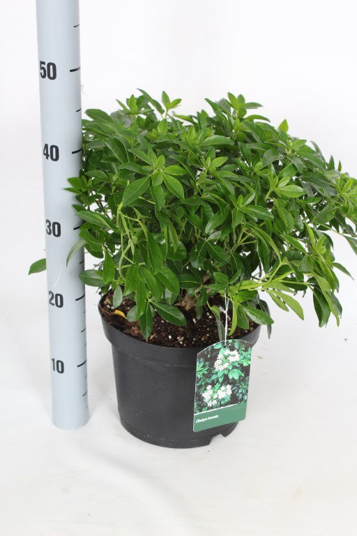 Choisya ternata / P23 (5 Ltr)