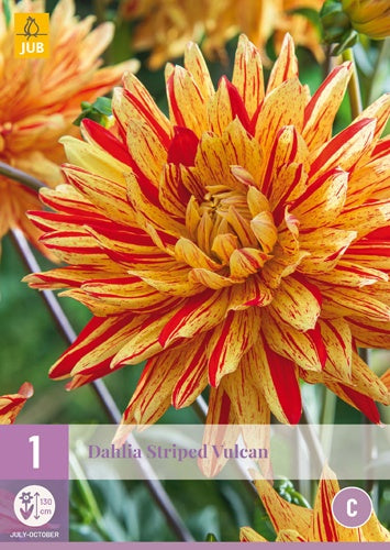 1 Dahlia Striped Vulcan