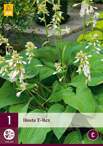 1 HOSTA T-REX