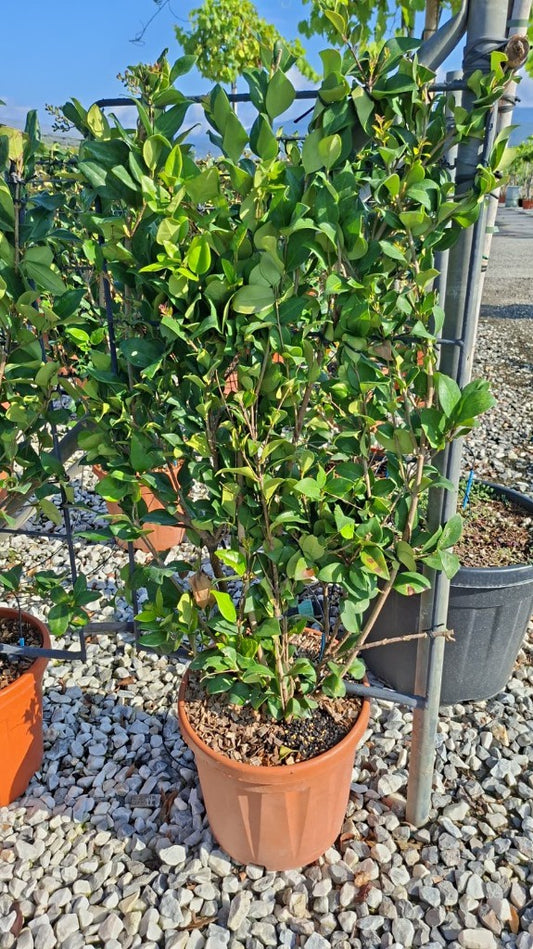 Ligustrum Texanum / C18 - Spalier 90x50-Easy Garden Centre