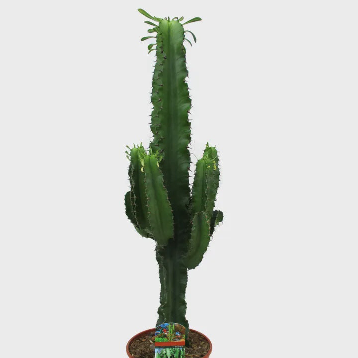 Euphorbia eritrea / P24