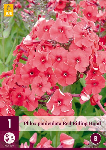 1 PHLOX RED RIDING HOOD