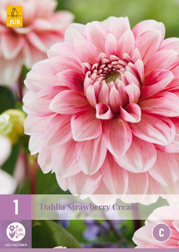 1 Dahlia Strawberry Cream