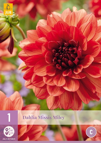 1 Dahlia Missis Miley