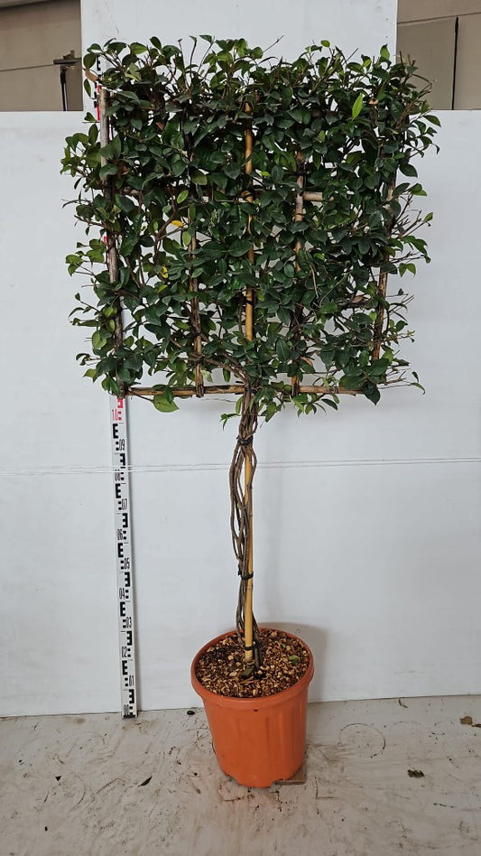 Trachelospermum jasminoides / C25 - 1/2 STD + 70x70 spalier-Easy Garden Centre