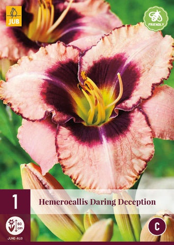 1 HEMEROCALLIS DARING DECEPTION