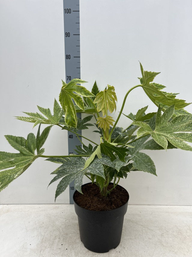 Fatsia Japonica Spiders Web / 24ltr 80cm