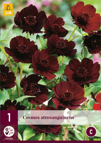 1 COSMOS ATROSANGUINEUS